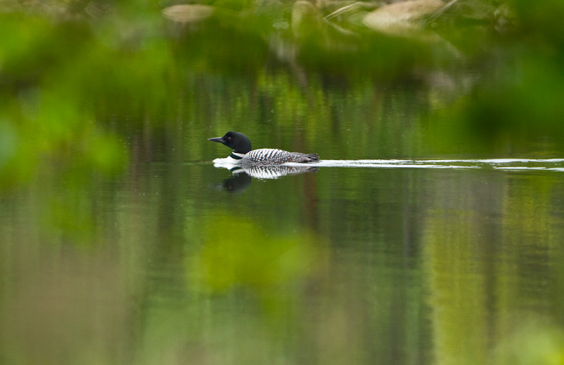 Common Loon